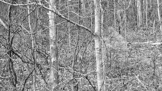 Exploring old places involves training one’s eye. See the old fenceline here? There are at least three posts lined up. Photo Source: Preserve Historic Sleeping Bear Online Archive