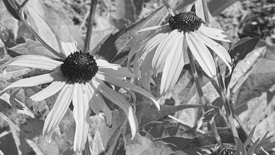 These Black-eyed Susans