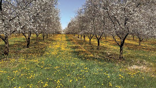 This photo taken over the weekend features beautiful blossoms, bright dandelions and a clear blue sky. Enterprise photo by Amy Hubbell