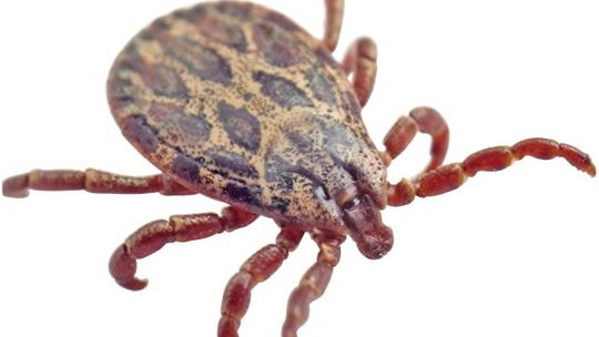 Ticks abound after mild winter
