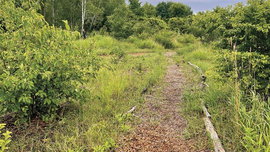 DeYoung Natural Area is managed by the Leelanau Conservancy and includes lakeshore, cedar forest, naturalized fields, and active farmland. Pictured here are parts of the edible forest stationed along the trail at the natural area that people will see. Enterprise photos by Meakalia Previch-...