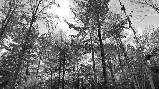 Tree City proposal gets cool reaction