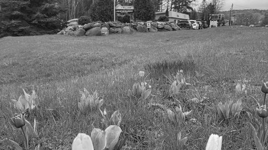 Tulips are popping up all over including the corner of Co