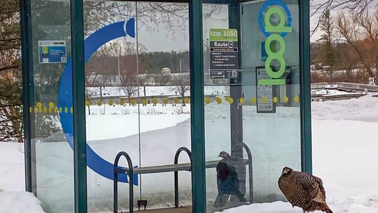 Turkey talk takes over S-B