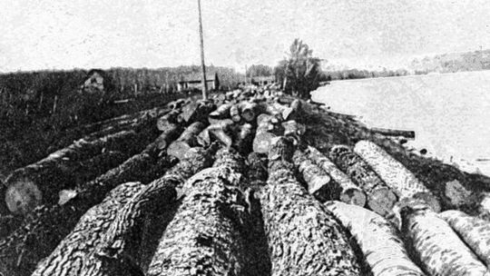 Virgin forest stripped from land