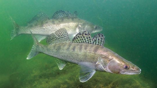 Walleye season opens