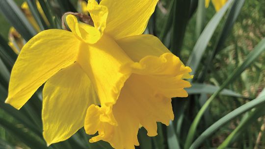 Warmer temperatures have brought on the first spring flowers of 2024. Enterprise photo by Amy Hubbell