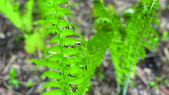 Wildflower rescue sale set for this weekend