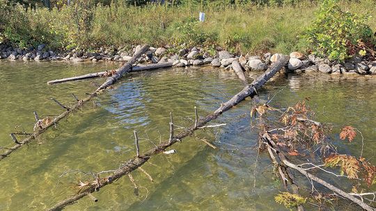 Adding woody debris to your shoreline such as these cedars placed in South Lake Leelanau will improve the lake’s fishery while serving to protect the shoreline from erosion. Photo courtesy of the Lake Leelanau Lake Association