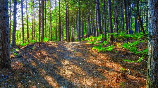 Work concluded at Palmer Woods