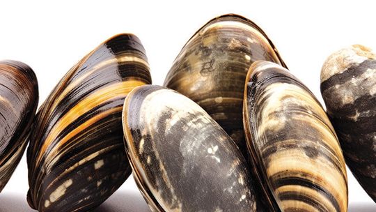 Zebra mussels are the top invasive species found in the Great Lakes. Stock image