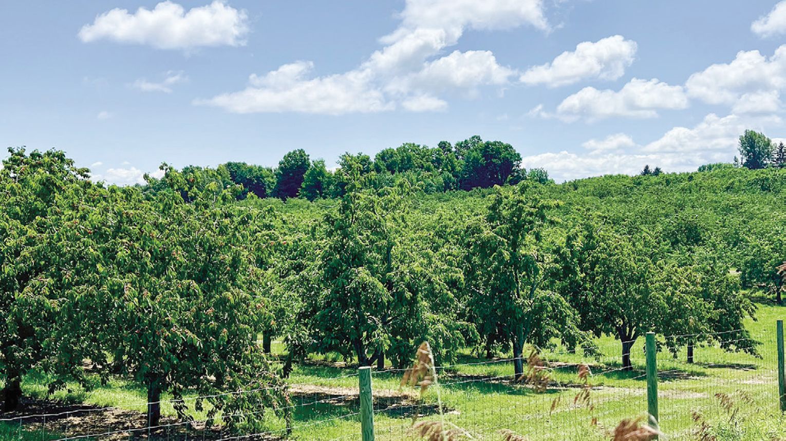 Fluffy clouds serve as a backdrop for this fruit orchard which will ...