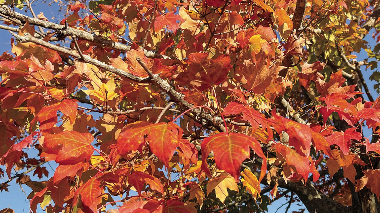 Peak fall color projected for late October