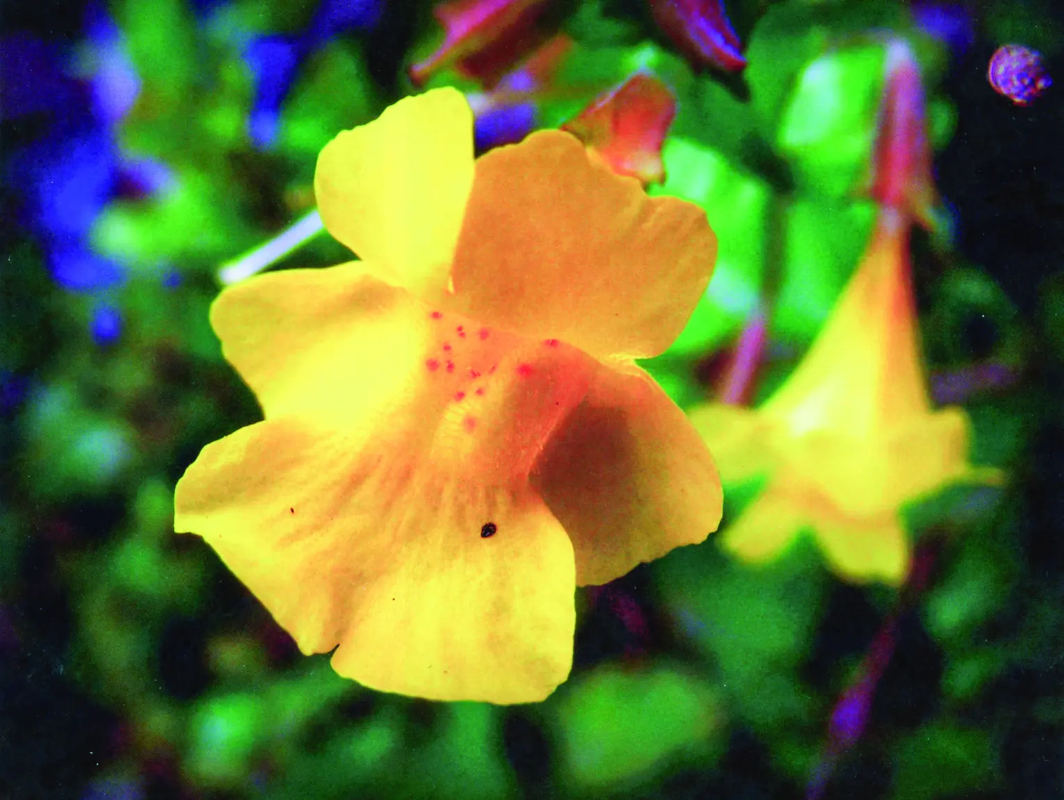 xga-4x3-monkey-flower-unique-