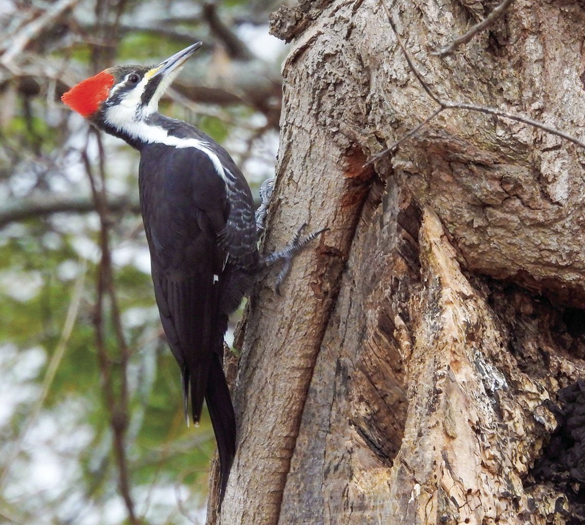 A Pileated Woodpecker is spotted on a tree during the 2023 bird count that happened earlier in December. Photo courtesy of Jenny Young