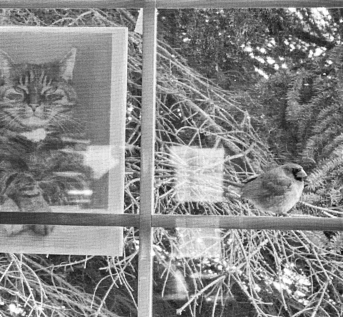 A cardinal is pictured outside the Leelanau Enterprise office on Monday staring intently at its reflection in a window A cardinal is pictured outside the Leelanau Enterprise office on Monday staring intently at its reflection in a window. Especially common in the springtime, when male cardinals see their reflection, the birds may think it’s a rival encroaching on his territory.