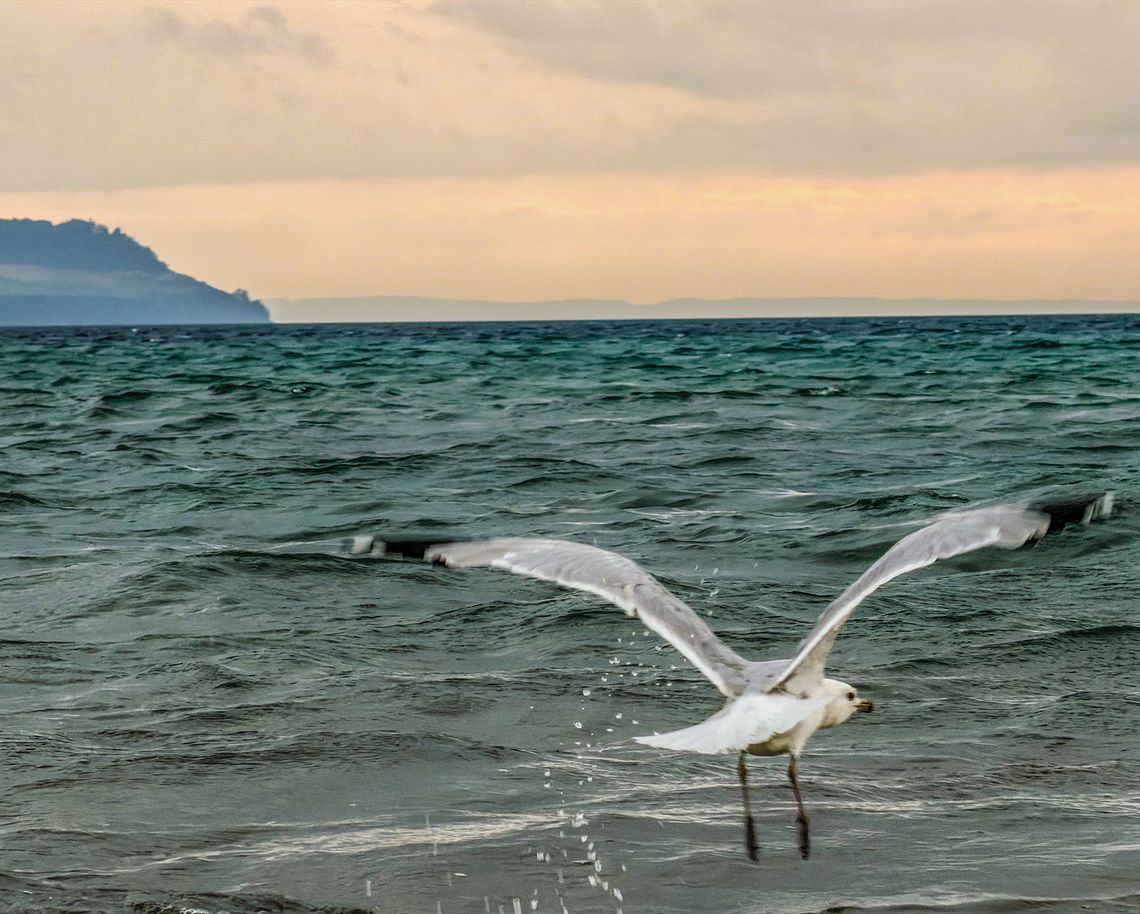 A gull sails in the breeze at Good Harbor Beach A gull sails in the breeze at Good Harbor Beach