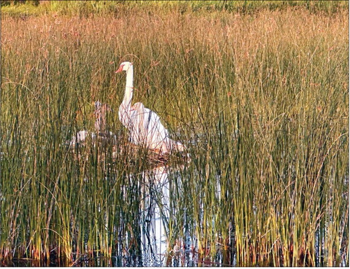 A swan family is partially hidden from boaters in Lake Leelanau