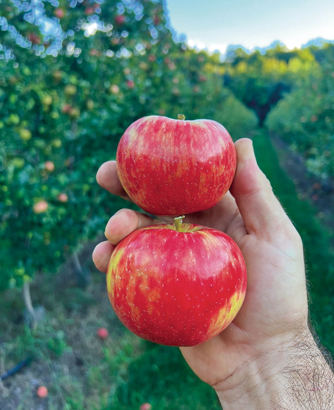 APPLE SEASON IN FULL SWING APPLE SEASON IN FULL SWING