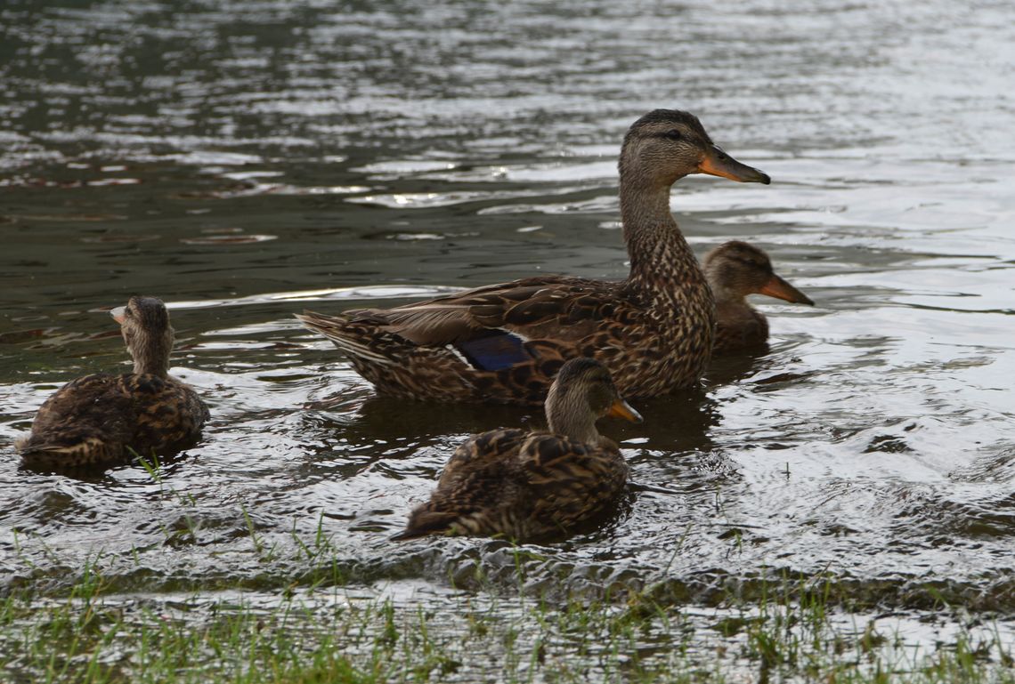 'Average' Leelanau bird count 'Average' Leelanau bird count