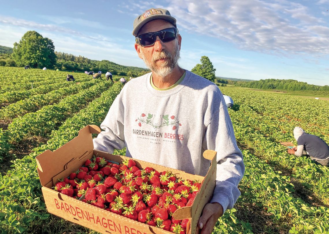Bardenhagen Berries strawberry harvest