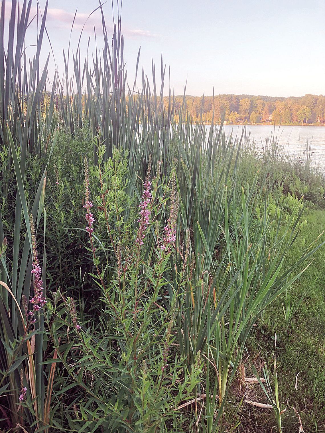 The two biggest lake associations in the county are taking aim at eradicating purple loosestrife, including this plant found growing south of the Lake Leelanau Narrows. Enterprise photo by Alan Campbell