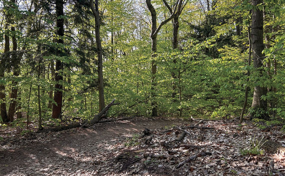 Palmer Woods Forest Reserve, a Leelanau Conservancy property, is perhaps the best location in the upper half of the Lower Peninsula for mountain biking. Courtesy photo