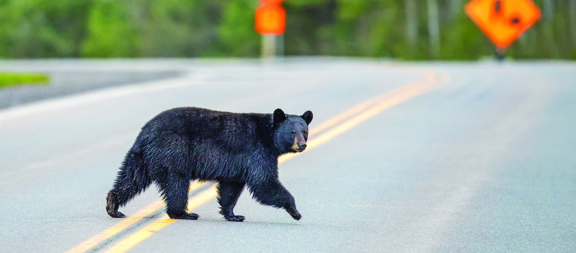 Spring awakening:  Black bear to emerge from hibernation