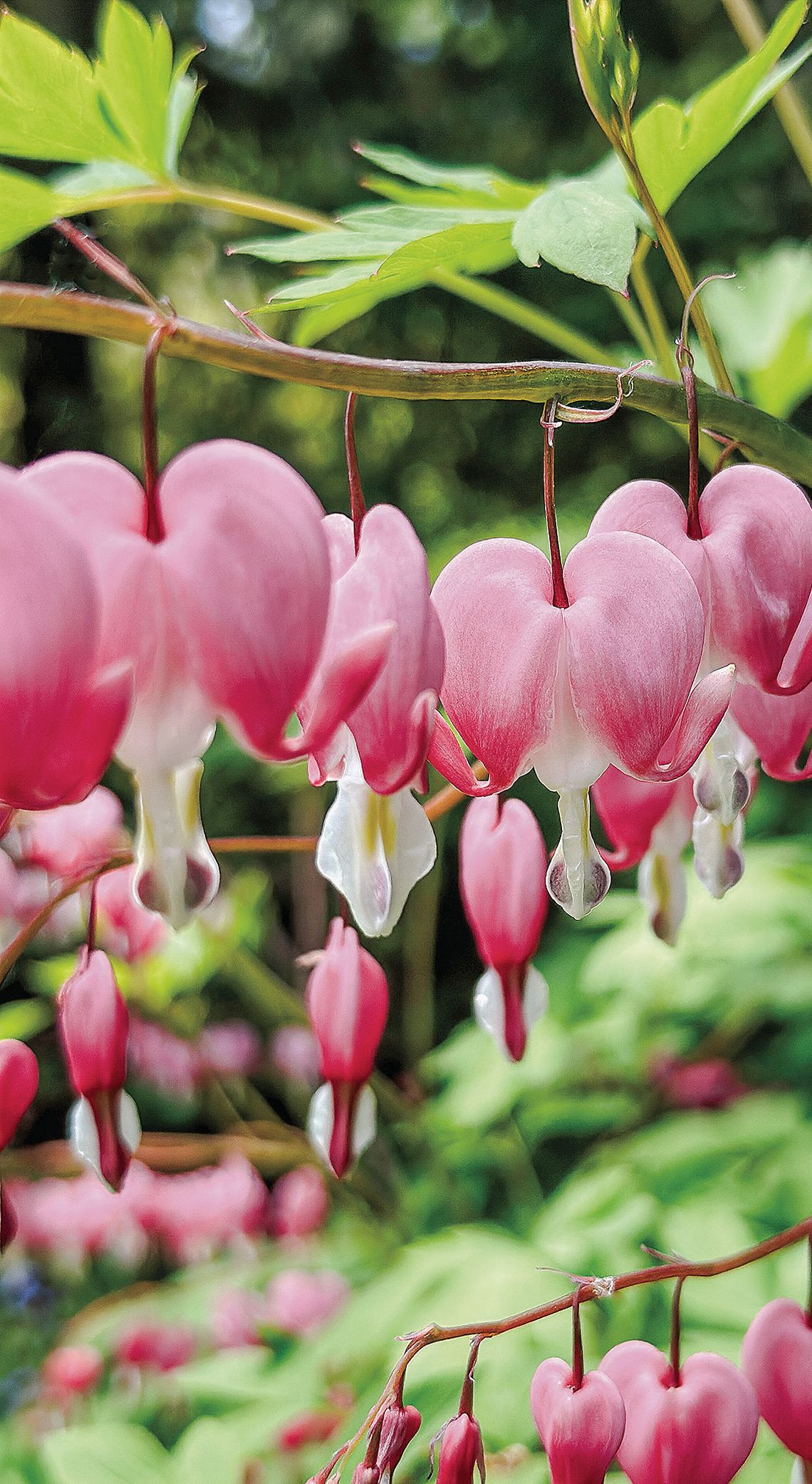 Bleeding Heart are spring-blooming flowers that like shade. Photo by Mike Haynes