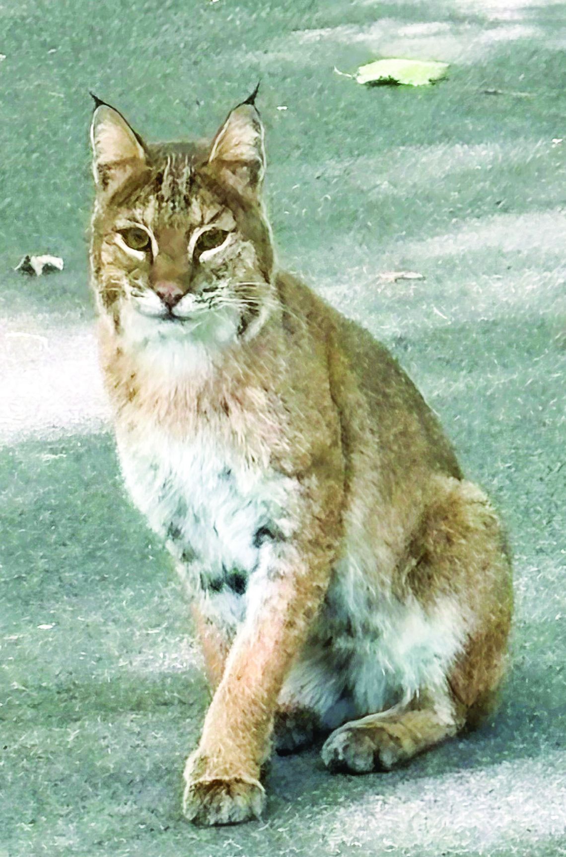 Bob Wheeler of Omena Bob Wheeler of Omena had to be quick to capture a picture of a bobcat near his home.