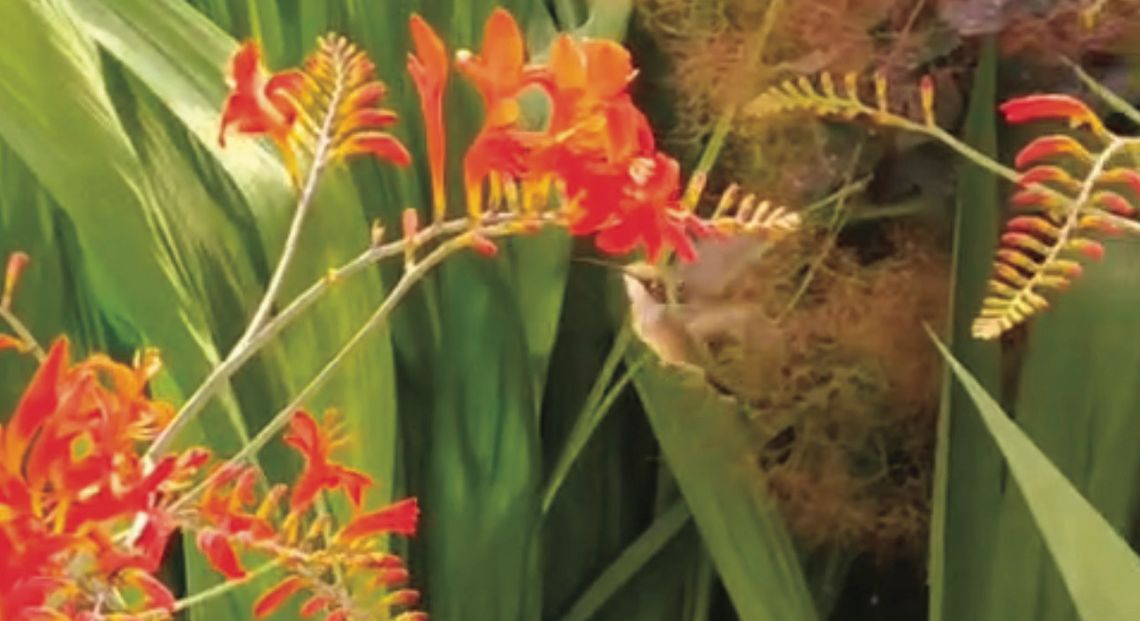 Bright red crocosmias attracted plenty of hummingbirds this week