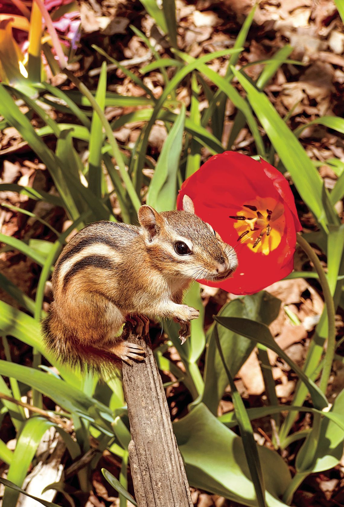 cheerful chipmunk