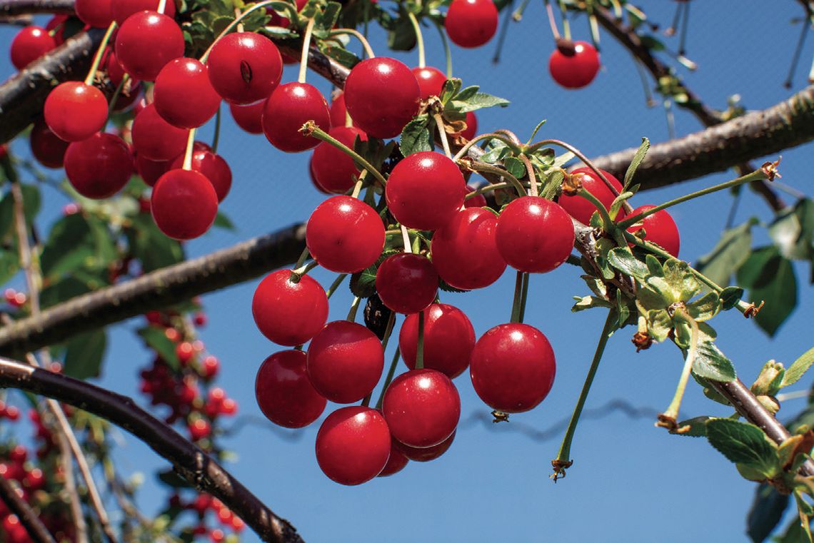 Sen. John Damoose has sponsored a bill making cherries the official state fruit. Enterprise file photo
