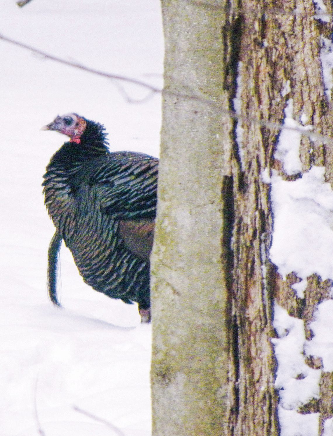 Chuck Bondy of Maple City snapped a photo of this tom turkey near his home. Courtesy photo
