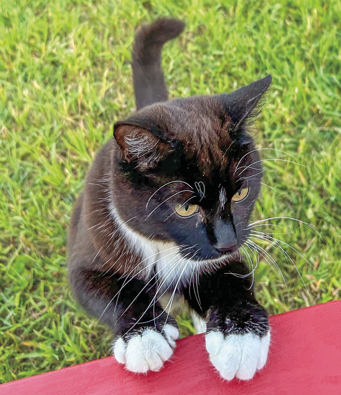 Confessions of a reluctant cat owner