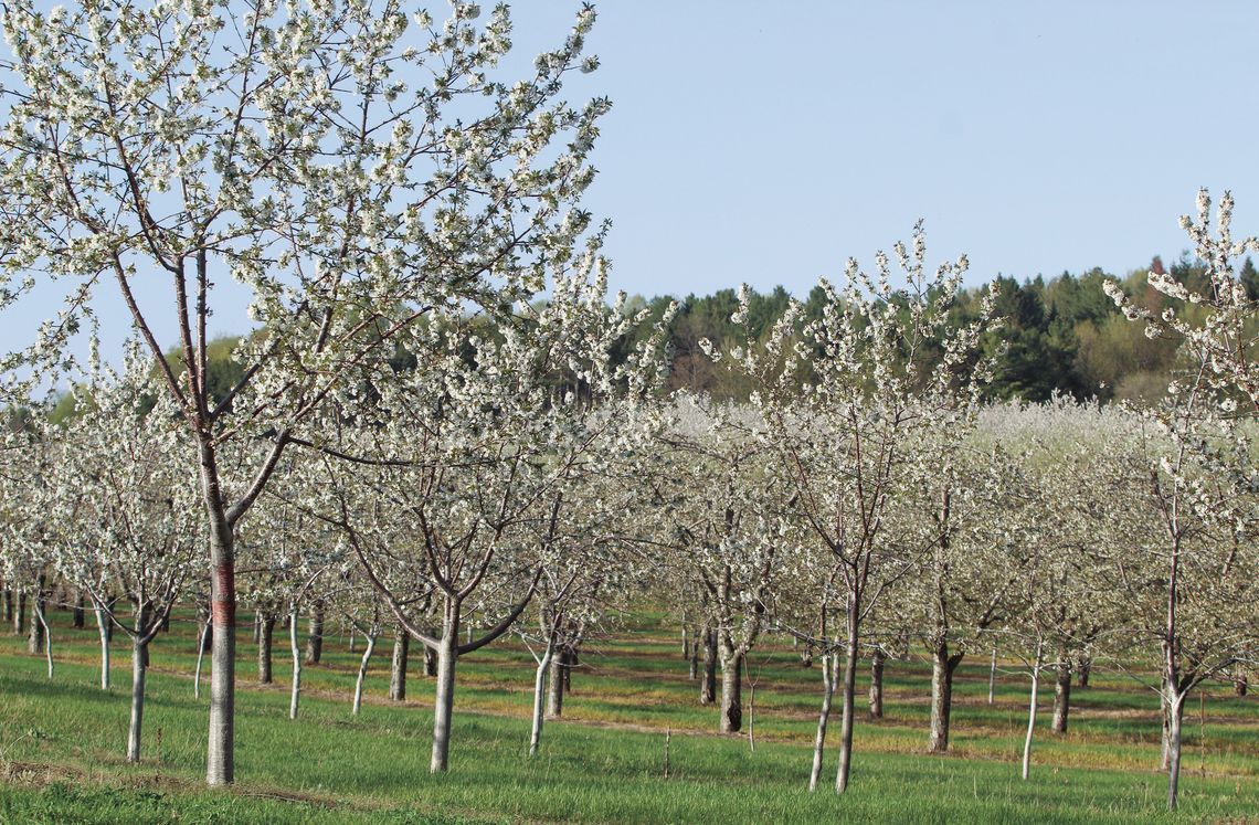 Cool weather abundant amid cherry blossom season