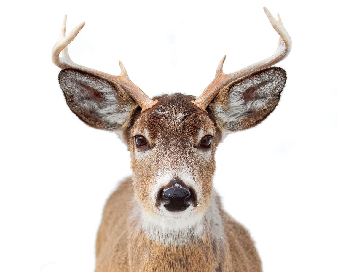 Cooperation sought for bovine tuberculosis infected deer