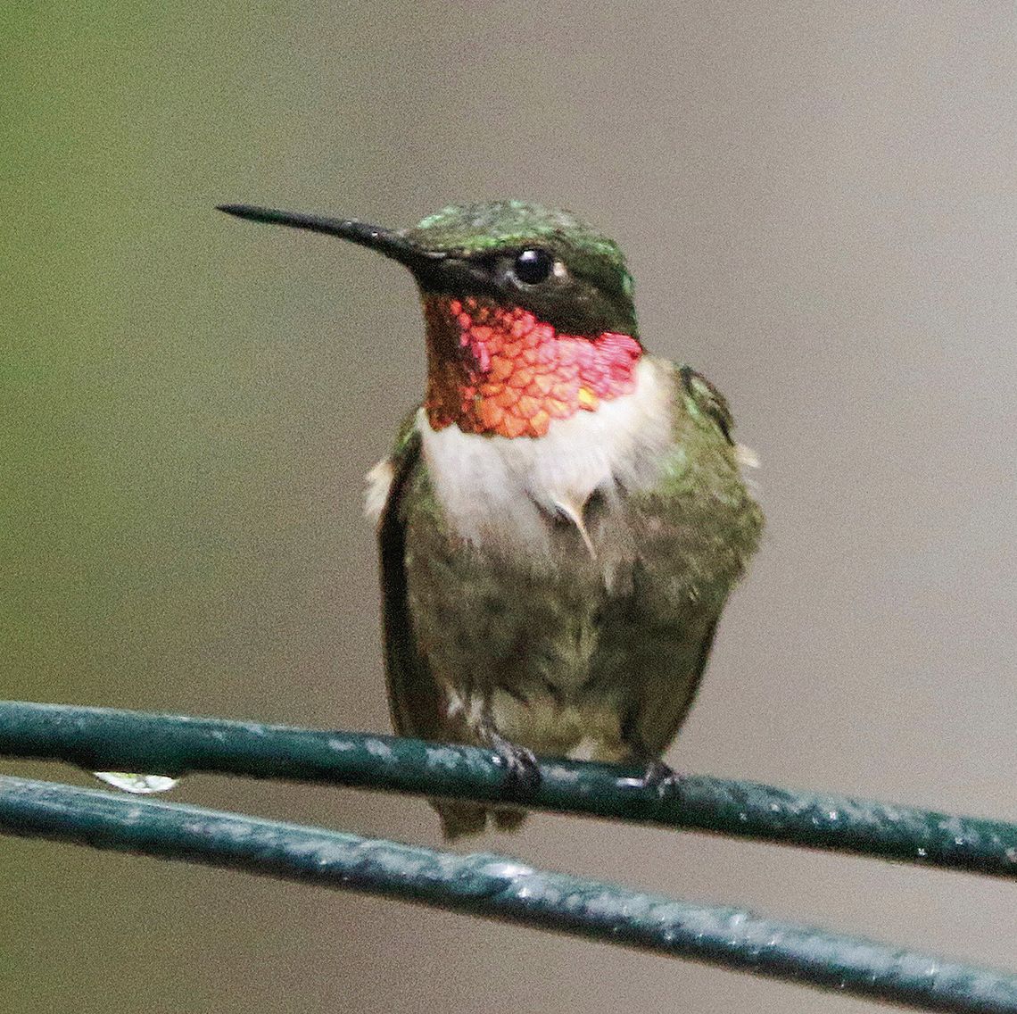 County welcomes hummingbird return