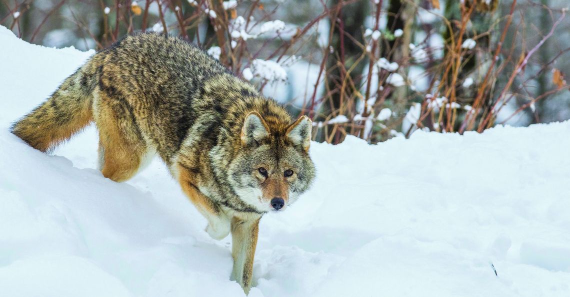 Coyote population is plentiful