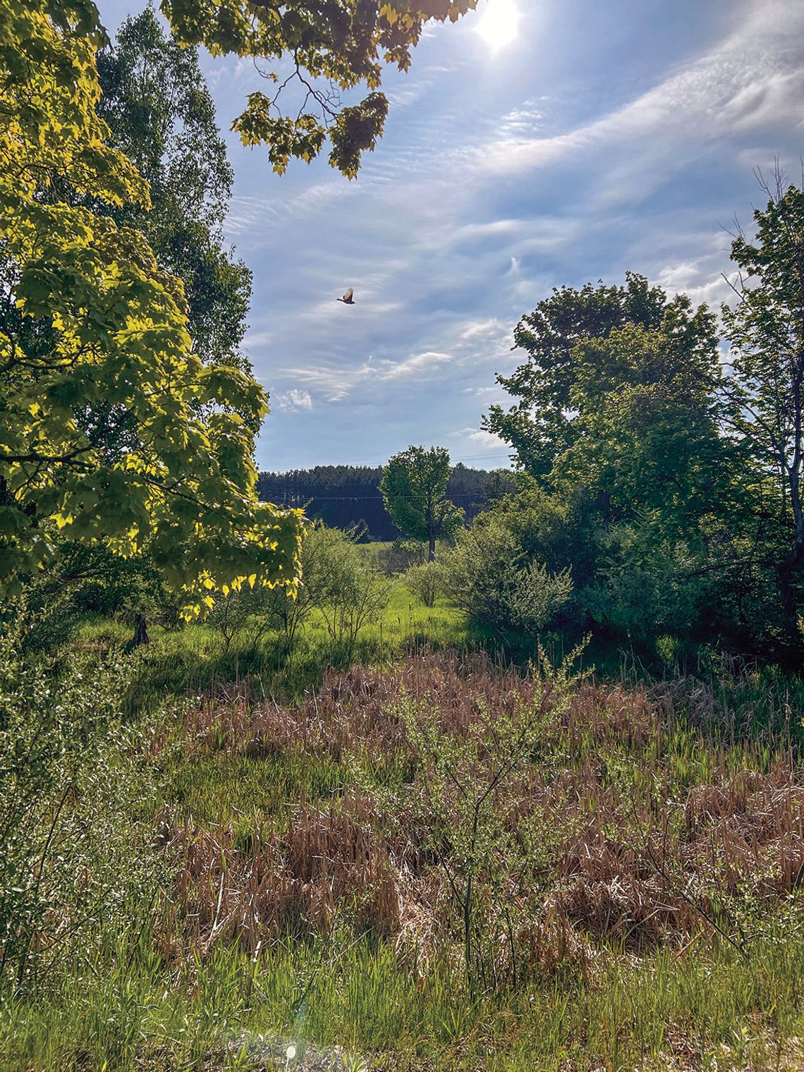 Docents help interpret the flora, fauna and geological features of Leelanau Conservancy. Courtesy photo