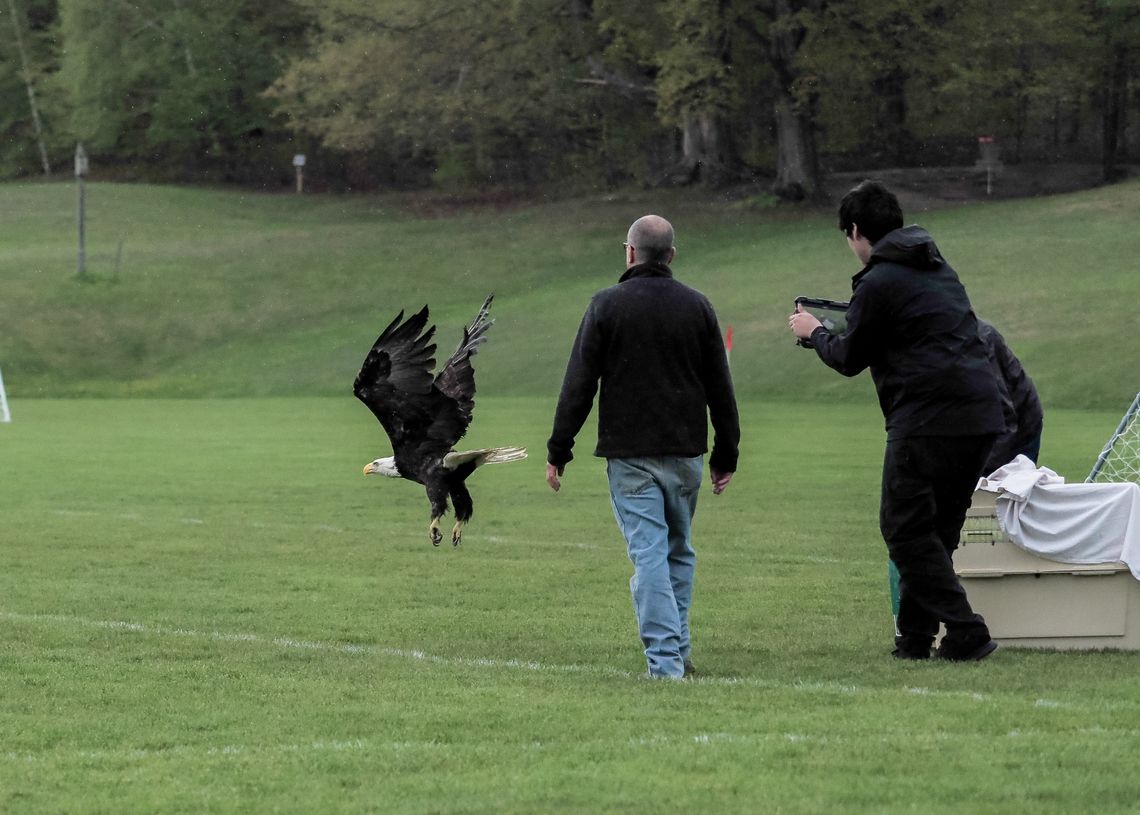 Eagle released at Myles Kimmerly park Eagle released at Myles Kimmerly park