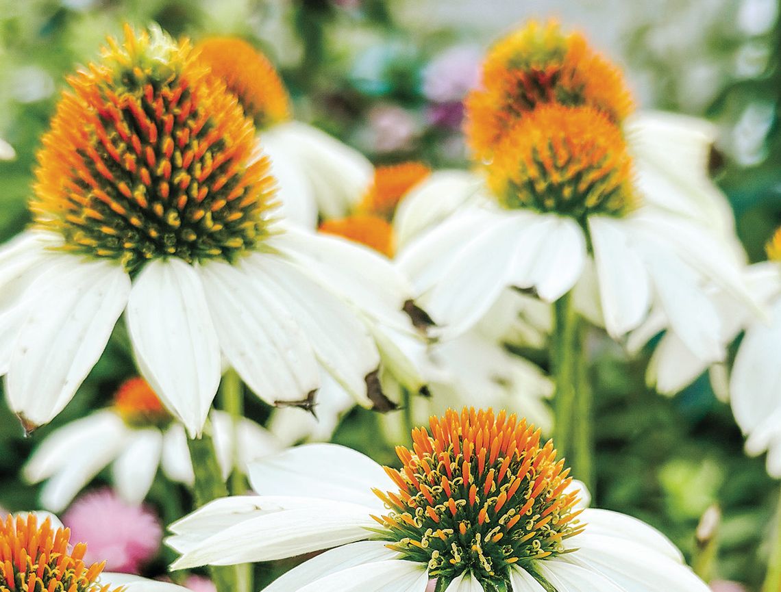 Echinacea is a genus of herbaceous flowering plants in the daisy family