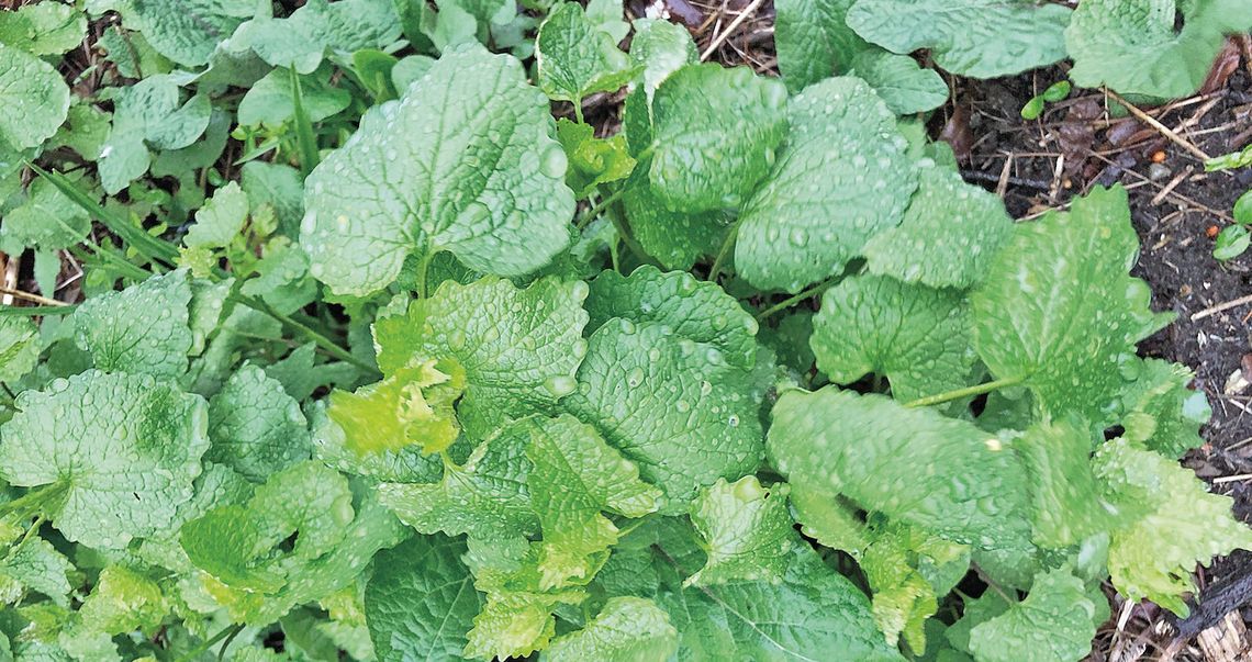 It’s best to dispose of the invasive garlic mustard before it goes to seed. Enterprise file photo