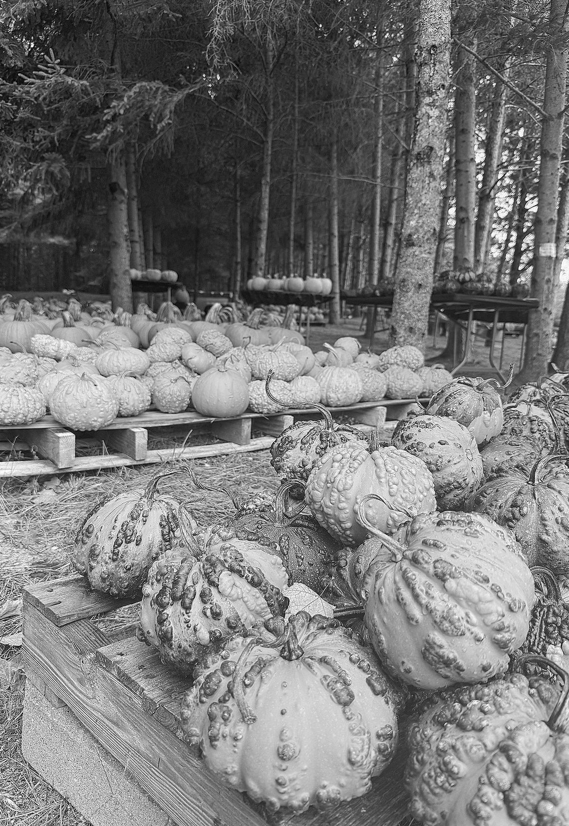 Fall is here and the pumpkins are going fast at local farmstand across the country