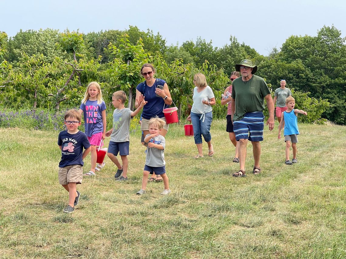 Visitors and locals alike partake in cherry picking at the Hallstedt Homestead farm last July. Enterprise photo by Meakalia Previch-Liu