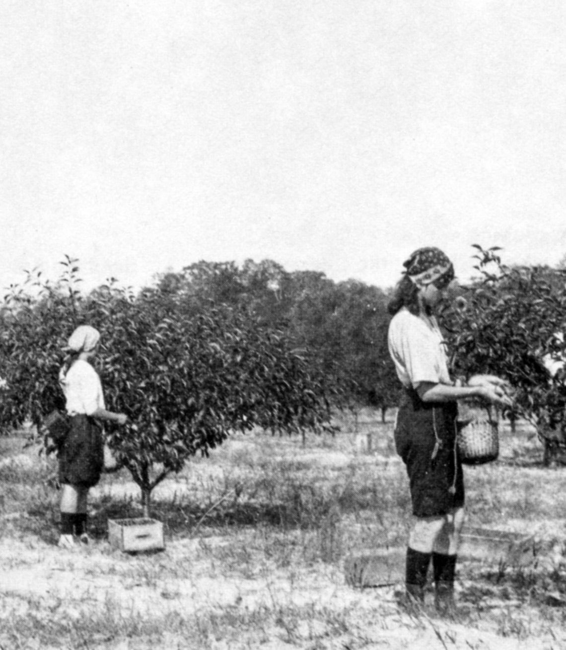 First fruit growers put Leelanau on the map