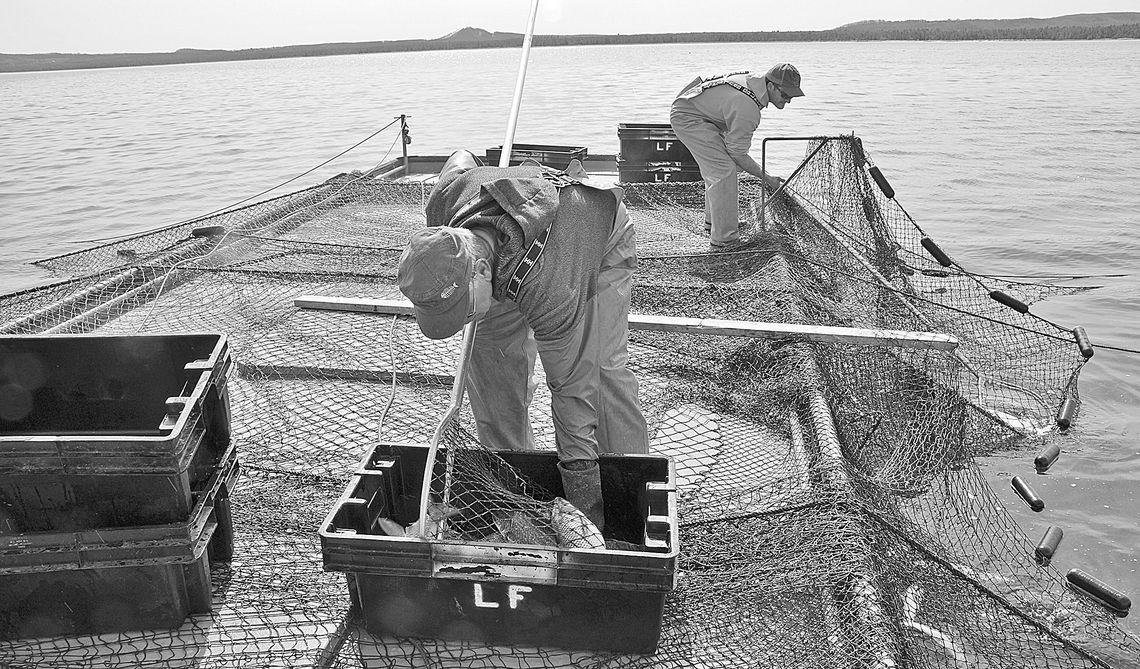 Captain Jerry Vanlandschoot of Munising and Adam Kilway dip whitefish from a trap net aboard Joy in 2010. Meggen Watt Petersen Photos