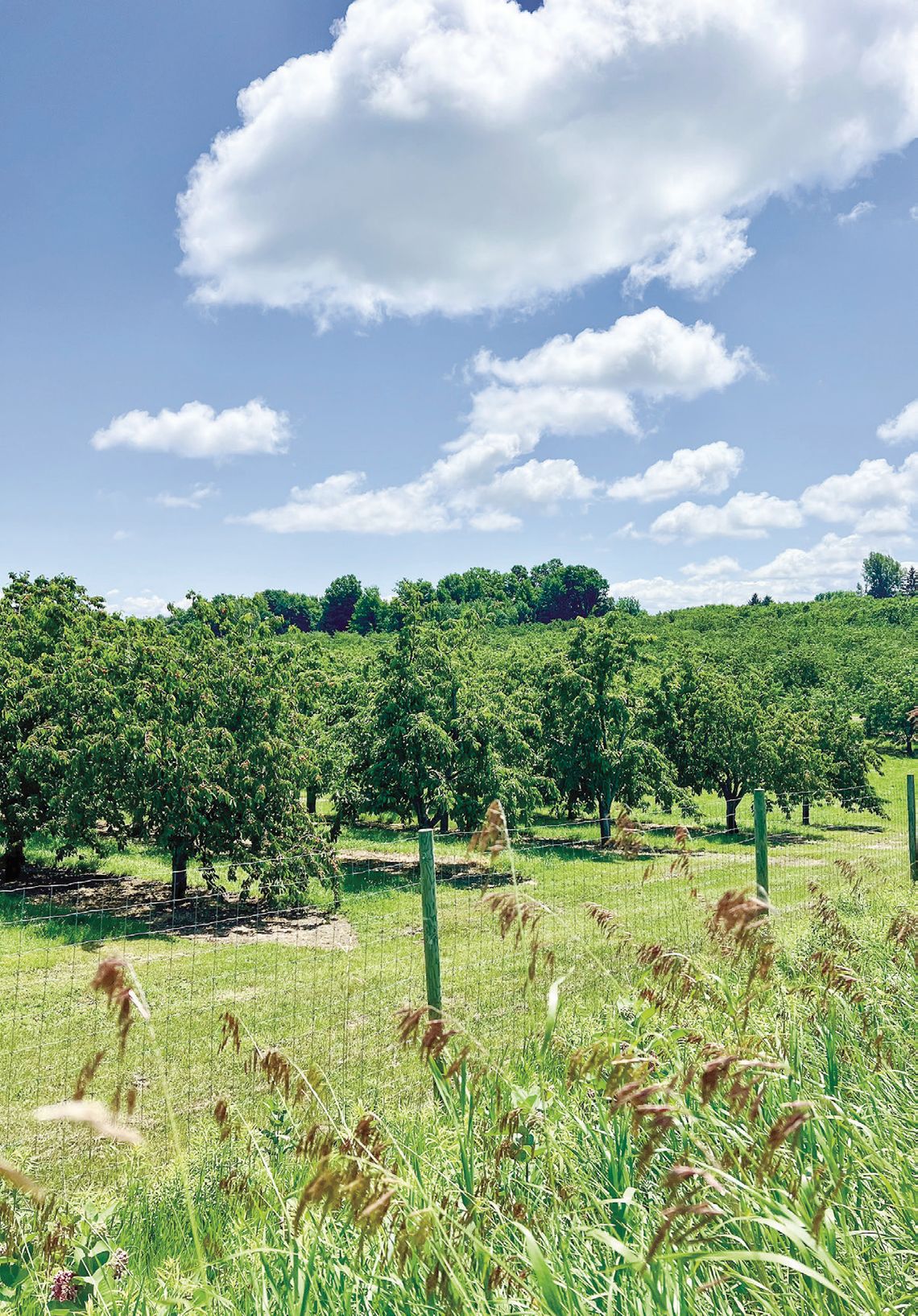 Fluffy clouds serve as a backdrop for this fruit orchard which will soon be abuzz with harvest activity