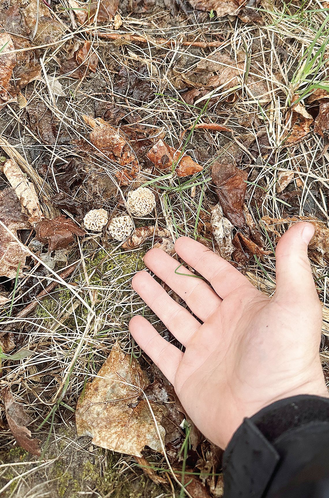 Foraging season begins in Leelanau