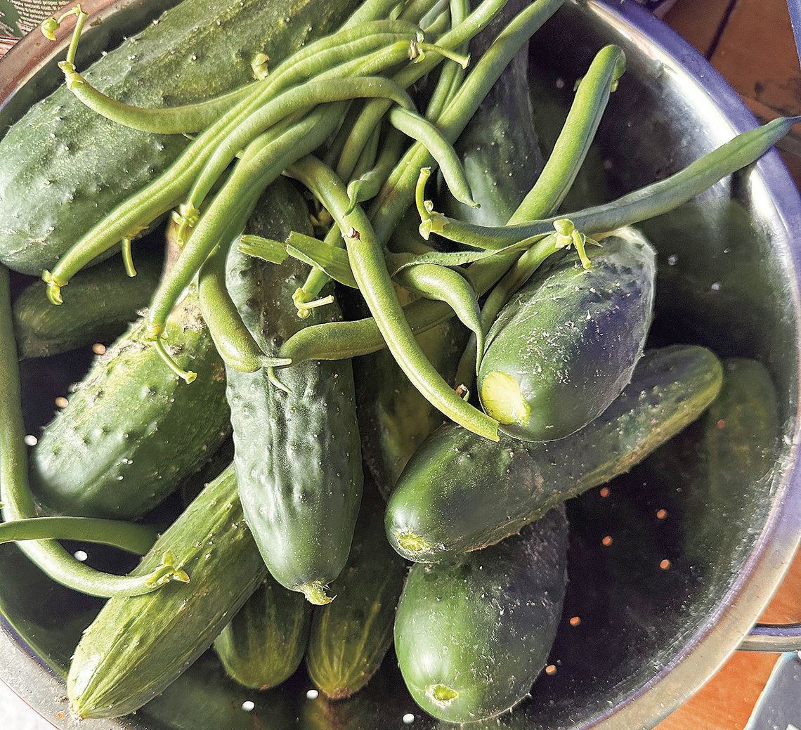 Gardening makes 'cents'